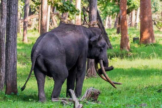 Nagarhole National Park-3